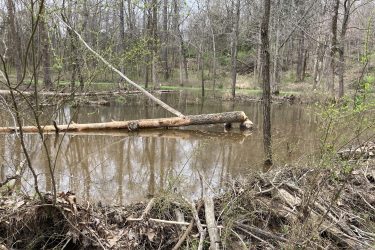 A serene forest scene featuring a calm body of water surrounded by bare trees and budding vegetation. A fallen log rests partially submerged in the water, reflecting the trees and sky above. The landscape shows signs of early spring, with small green leaves emerging amidst the brown foliage and branches on the ground. Brumley Forest mountain bike trail.