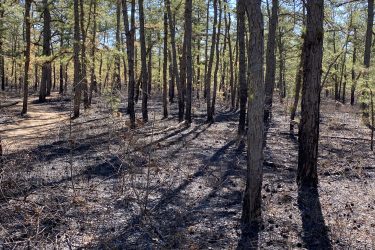 A forest scene showing tall trees with green foliage, surrounded by areas of dark, charred ground, indicating recent wildfire damage. The sun shines brightly, casting long shadows on the ground, where burnt vegetation is visible alongside untouched areas. Jakes Branch County Park Blue Trail mountain bike trail.