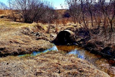 A serene landscape featuring a narrow stream flowing through a grassy area, with patches of dry vegetation and sparse trees. The sky above is clear and bright blue, indicating a sunny day. A culvert visible in the foreground suggests water drainage, surrounded by earthy tones of dried grass and scattered foliage. Inverse of kains mountain bike trail.