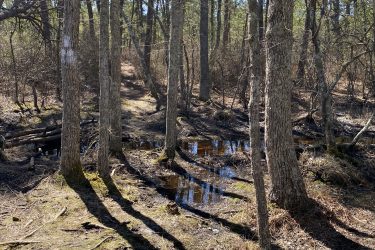 A serene forest scene featuring tall, bare trees with textured bark, casting long shadows on a mossy ground. A small pool of water reflects the blue sky, surrounded by a pathway leading deeper into the woods, with sparse underbrush and fallen branches visible. Jakes Branch County Park Blue Trail mountain bike trail.