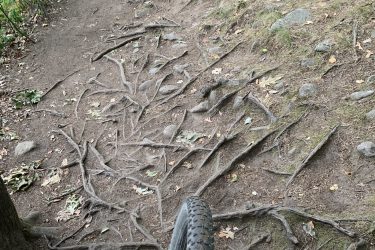 A mountain bike view of a dirt trail featuring visible tree roots, rocks, and scattered leaves, surrounded by greenery. Cutler Park mountain bike trail.