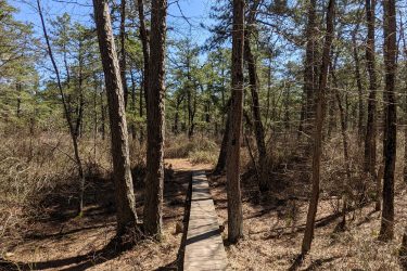 A wooden boardwalk winding through a wooded area with sparse trees and clear blue sky in the background. The path is lined by tall trees and light vegetation, indicating a peaceful nature trail. Jakes Branch County Park Blue Trail mountain bike trail.