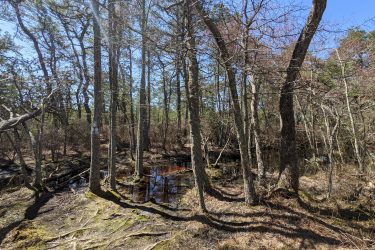 A serene landscape featuring a cluster of trees in a wooded area. The ground is covered with moss and roots, leading to a small pond that reflects the surrounding trees and blue sky. The scene showcases a mix of greenery and bare branches, indicative of early spring. Jakes Branch County Park Blue Trail mountain bike trail.