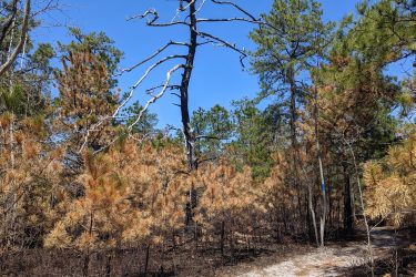 A winding sandy path through a forest with various pine trees. In the center, a tall, bare tree stands out with twisted branches against a clear blue sky. Surrounding foliage includes both healthy green pines and some with brownish, dry needles, suggesting a diverse ecosystem. Jakes Branch County Park Blue Trail mountain bike trail.
