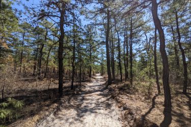 A sandy trail winding through a forest of tall pine trees under a clear blue sky, with some areas showing signs of recent burn, creating a contrast between the lush greenery and the charred ground. Jakes Branch County Park Blue Trail mountain bike trail.