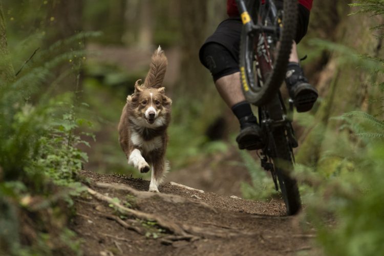 A dog with a brown and white coat runs joyfully along a dirt trail in a forest, closely following a mountain biker whose bike is partially visible in the background. The scene captures a lush, green landscape with ferns on either side of the path.