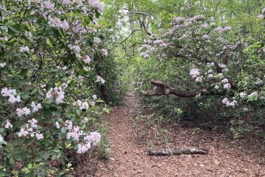 A narrow, winding path through a lush forest, flanked by flowering plants with pink blossoms. Sunlight filters through the green foliage, casting a serene ambiance over the earthy trail covered in fallen leaves. Chickasabogue Park mountain bike trail.