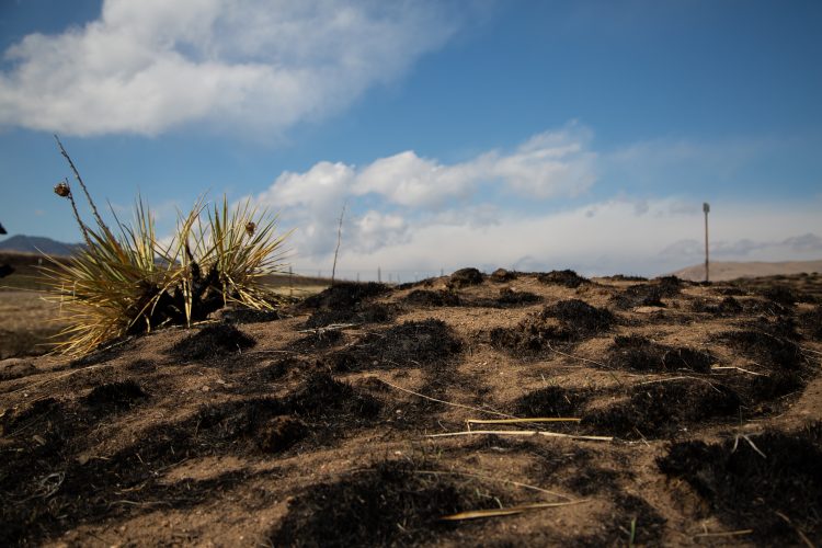 A close-up view of a scorched landscape featuring patches of blackened earth and a spiky plant in the foreground, under a partly cloudy sky. The background shows rolling hills with a distant post visible against the horizon.