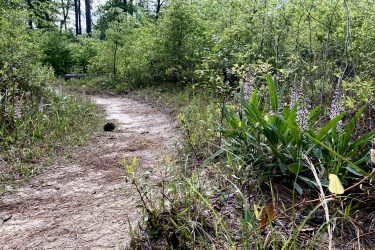 A winding dirt path surrounded by vibrant green foliage and wildflowers, leading into a wooded area. Pine needles and small plants line the sides of the trail, while the sunlight filters through the trees above. Bethel Bike Trails mountain bike trail.
