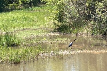 A solitary bird standing in shallow water surrounded by lush green vegetation in a serene wetland environment. The Tammany Trace mountain bike trail.
