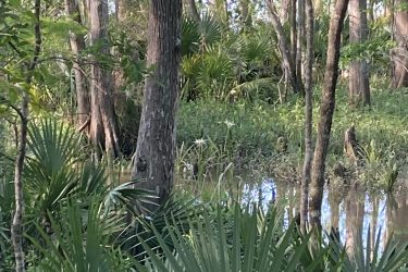 A lush, green forest scene featuring tall trees surrounded by vibrant undergrowth and palm fronds. A calm body of water reflects the greenery, creating a serene atmosphere typical of a wetland or swamp environment. Blakeley State Park mountain bike trail.