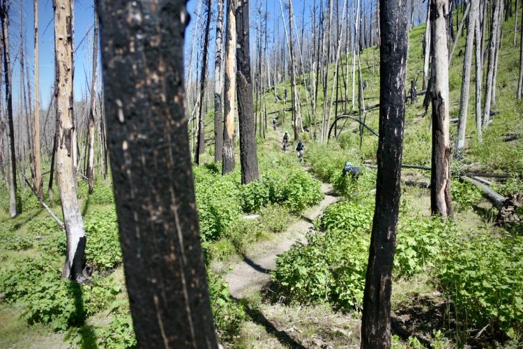 A path winding through a semi-recovered forest, featuring blackened trees from a past wildfire. Lush green undergrowth flourishes along the trail, while hikers can be seen navigating the terrain in the background under a clear blue sky.