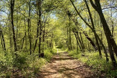 A serene dirt path winding through a lush green forest, surrounded by tall trees with bright green leaves. Sunlight filters through the branches, creating dappled shadows on the ground. The scene evokes a sense of peace and tranquility, inviting exploration. Rondeau Park mountain bike trail.