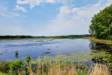 A serene landscape featuring a calm body of water surrounded by lush greenery. The scene captures a mix of water lilies and tall grasses along the shoreline, under a bright blue sky with scattered clouds. This tranquil wetland area is bordered by trees in the background, suggesting a peaceful natural habitat. Brendan T. Byrne / Lebanon State Park mountain bike trail.
