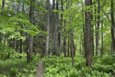 A serene forest scene featuring tall trees with lush green foliage. A narrow dirt path winds through a vibrant carpet of ferns, creating a tranquil natural setting. Brant Tract mountain bike trail.