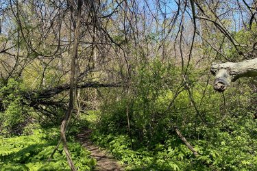 A scenic view of a forest path winding through lush green foliage, with overhanging branches and sunlight filtering through. The path is partially covered with fallen logs and a variety of leafy plants lining the sides. The backdrop features a clear blue sky, indicating a bright day. Rondeau Park mountain bike trail.