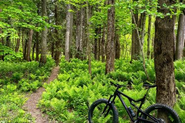 A black mountain bike leaning against a tree in a lush green forest, surrounded by ferns and a winding dirt path leading deeper into the woods. Brant Tract mountain bike trail.