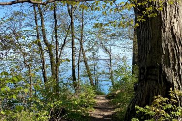 A serene hiking path surrounded by trees and green foliage, leading toward a tranquil body of water under a clear blue sky. Rondeau Park mountain bike trail.