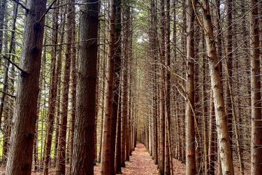 A narrow dirt path winding through a dense forest of tall, straight trees. The ground is covered with fallen pine needles and leaves, and the tree trunks are marked with small red paint spots. Sunlight filters through the branches, creating a serene atmosphere. Brant Tract mountain bike trail.