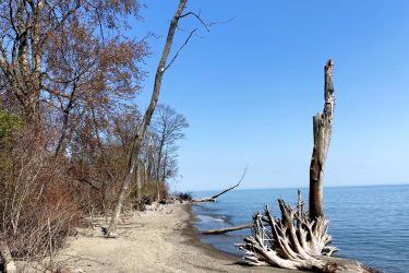 A serene beach view featuring a sandy shoreline beside calm water, with sparse trees and driftwood along the edge. The sky is clear and blue, creating a tranquil atmosphere. Rondeau Park mountain bike trail.