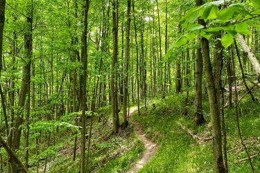 A winding dirt path through a lush, green forest, lined with tall trees and vibrant foliage, illuminated by soft sunlight filtering through the leaves. The ground is covered with grass and hints of earth, showcasing a serene natural landscape. Brant Tract mountain bike trail.