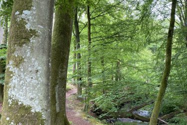A serene forest scene featuring tall, moss-covered trees alongside a winding dirt path. Lush green foliage fills the canopy, and a gentle stream can be seen in the background, adding to the tranquil atmosphere of the woodland setting. Vita slingan mountain bike trail.