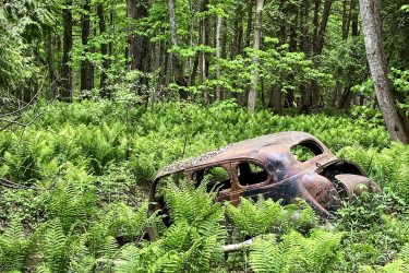An abandoned, rusted car partially covered by lush green ferns in a dense forest, with vibrant trees and foliage surrounding it. Brant Tract mountain bike trail.