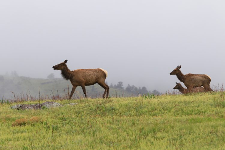 Three elk walking on a grassy hillside with misty mountains in the background. Two elk are in the foreground, one larger and another smaller, with a third elk slightly behind them. The scene conveys a serene, natural setting.