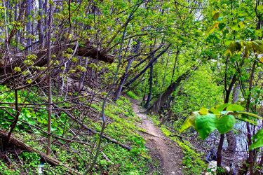 A winding dirt path through a lush green forest, bordered by vibrant foliage and trees. The scene captures the peacefulness of nature with various shades of green from the leaves and underbrush, creating a serene outdoor atmosphere. Etobicoke Creek mountain bike trail.