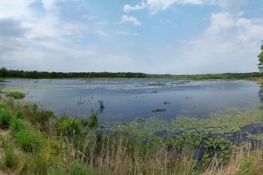 A panoramic view of a tranquil wetland area featuring water lily-covered ponds, lush greenery, and a sandy pathway lined with tall grasses. The sky is partly cloudy, and the surrounding trees add a natural backdrop to the serene landscape. Brendan T. Byrne / Lebanon State Park mountain bike trail.