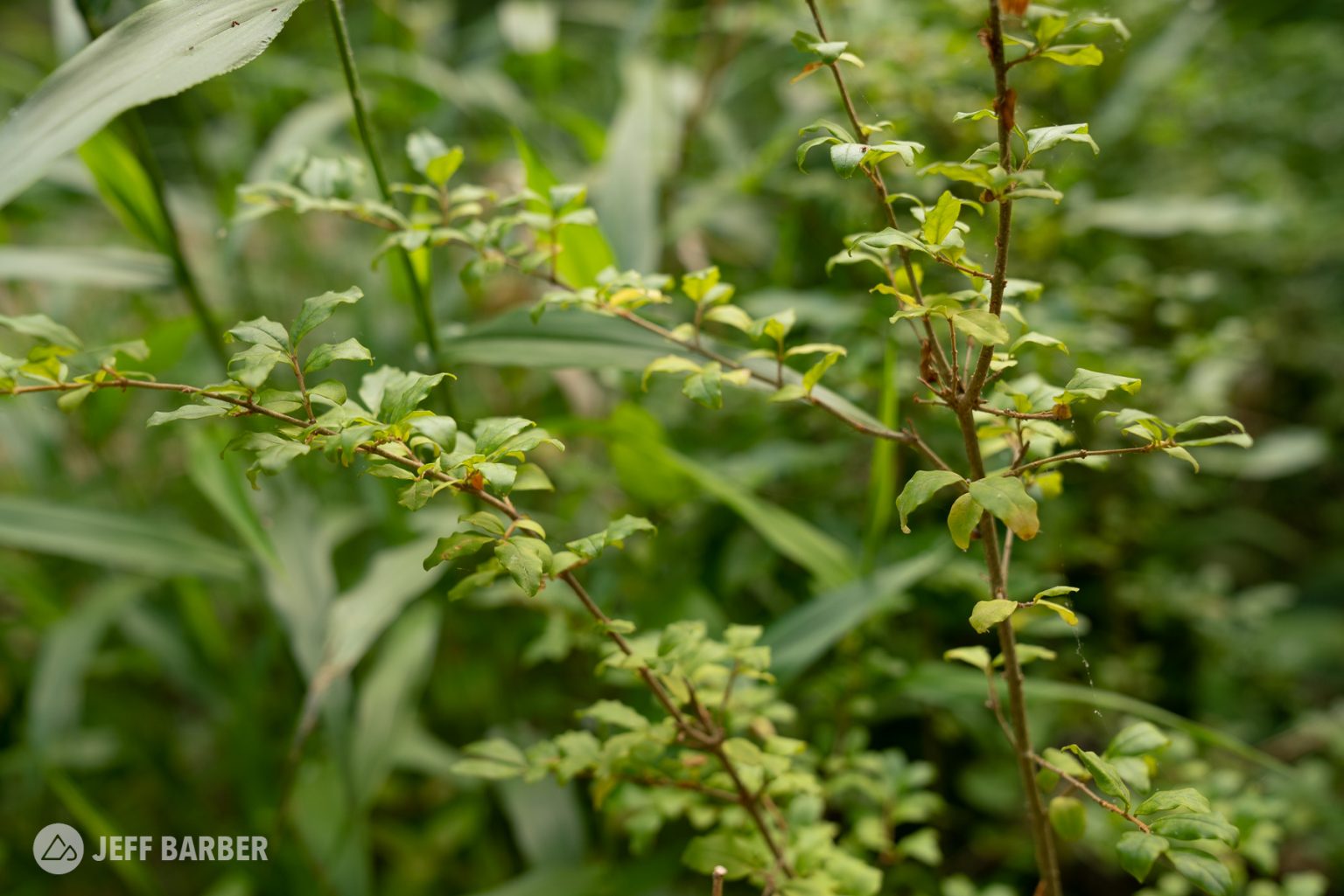Stop and Smell The Privet, Then Pull It Up By Its Roots Please
