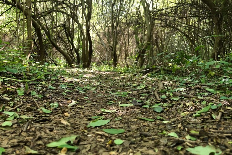A dirt path winding through a lush, green forest, surrounded by trees and underbrush. Brown leaves and small branches scatter across the ground, while dappled sunlight filters through the foliage, creating a serene and natural atmosphere.