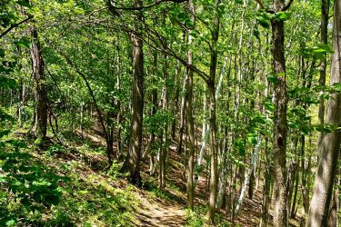 A winding dirt path through a lush green forest, surrounded by tall trees and vibrant leaves, with sunlight filtering through the canopy above. Rockcliffe Waterdown mountain bike trail.