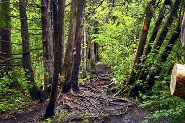A narrow forest pathway lined with trees and roots, featuring a small puddle on the ground, surrounded by lush greenery. Stony Swamp Conservation Area Trails mountain bike trail.