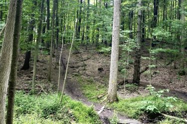 A serene forest scene featuring tall trees with vibrant green leaves, a small path meandering through the underbrush, and a wooden bridge crossing a shallow stream. Sunlight filters through the foliage, creating a peaceful atmosphere in the lush, natural setting. Rockcliffe Waterdown mountain bike trail.