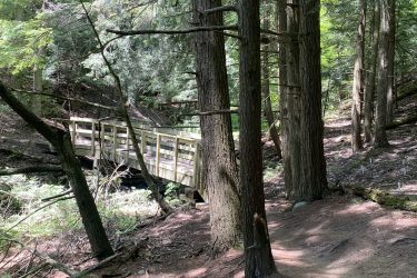 A serene forest scene featuring tall trees and a wooden bridge nestled among the greenery. The path is winding and lined with fallen branches and leaves, inviting exploration through the tranquil woodland environment. Sunlight filters through the canopy, illuminating the natural beauty of the surroundings. Glen Major Forest mountain bike trail.