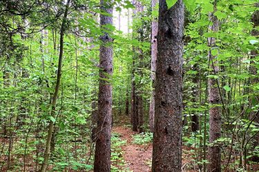 A serene forest path lined with tall trees, featuring vibrant green foliage and soft pine needles underfoot, creating a peaceful atmosphere in nature. Summerstown Trails mountain bike trail.