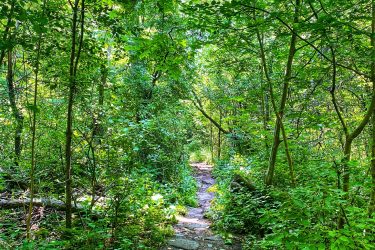 A narrow, winding path through a lush green forest, surrounded by dense foliage and vibrant leaves. Sunlight filters through the tree canopy, illuminating the earthy trail made of stones and dirt, inviting exploration into the serene wilderness. Rockcliffe Waterdown mountain bike trail.
