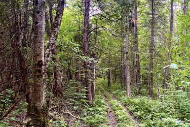 A narrow dirt path lined with green ferns and underbrush, winding through a dense forest with tall trees and thick foliage. The scene is bright and tranquil, showcasing the lush greenery and natural beauty of the woodland. Summerstown Trails mountain bike trail.