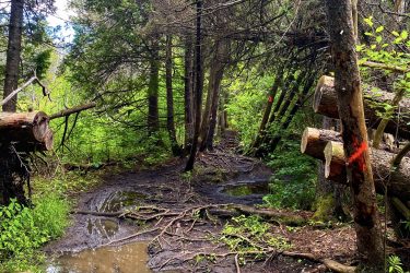 A narrow trail in a dense forest, featuring a wooden plank bridge over a muddy area with puddles. Surrounding trees are lush and green, while some fallen logs are neatly stacked to the side of the path. Stony Swamp Conservation Area Trails mountain bike trail.