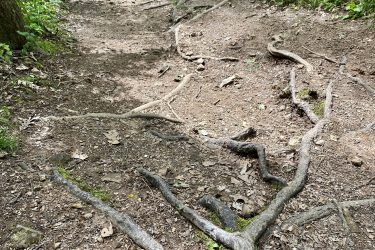 A dirt path in a forest, lined with tree roots and surrounded by greenery. The ground is uneven, covered with small stones and fallen leaves, leading into a wooded area. Lake Fayetteville Trail mountain bike trail.