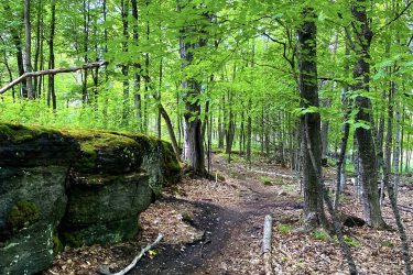 A scenic view of a forested path winding through lush green trees, with sunlight filtering through the leaves. A large moss-covered rock is visible on the left side, and the ground is covered with fallen leaves and branches. Stony Swamp Conservation Area Trails mountain bike trail.