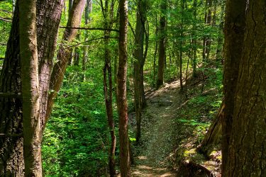 A narrow, winding trail leads through a lush, green forest filled with tall trees. Sunlight filters through the leaves, illuminating the trail and creating a peaceful, natural setting. Dagmar North mountain bike trail.
