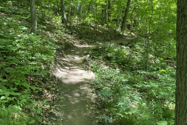 A winding dirt path through a lush green forest, surrounded by tall trees and vibrant foliage, with dappled sunlight filtering through the leaves. The trail is flanked by various plants and ferns, indicating a serene natural environment. Dagmar North mountain bike trail.