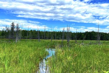 A serene wetland scene featuring tall grasses and a narrow waterway reflecting the sky. In the background, a forest of evergreen trees is visible, with dead tree stumps adding texture to the landscape. The sky is bright blue with fluffy white clouds, creating a picturesque natural setting. Stony Swamp Conservation Area Trails mountain bike trail.
