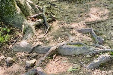 A close-up view of tree roots extending across a dirt path in a wooded area, with patches of sunlight filtering through the trees and casting soft shadows on the ground. Small rocks and green foliage are visible along the path. Lake Fayetteville Trail mountain bike trail.