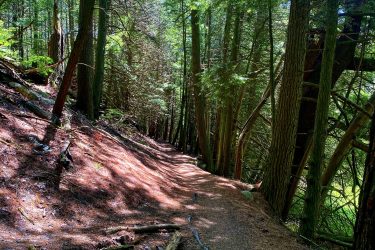 A winding dirt path through a lush green forest, bordered by tall trees and scattered fallen branches, with sunlight filtering through the leaves, creating dappled shadows on the ground. Glen Major Forest mountain bike trail.