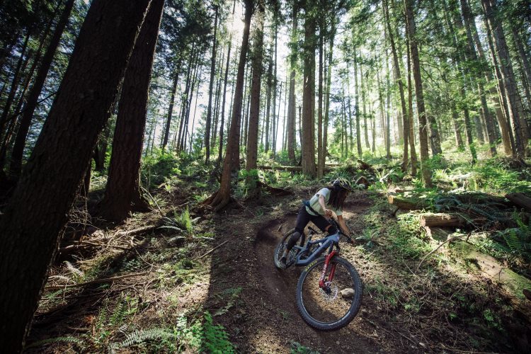 A mountain biker navigating a winding dirt trail in a lush forest, surrounded by tall trees and ferns, with sunlight filtering through the canopy.