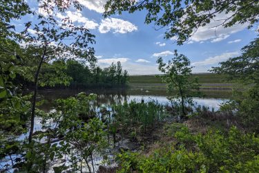 A serene landscape featuring a calm pond surrounded by lush greenery. The foreground includes various plants and trees, while the background showcases more trees along the water's edge. A clear blue sky with scattered clouds is visible above, creating a peaceful natural scene. Manasquan Reservoir mountain bike trail.