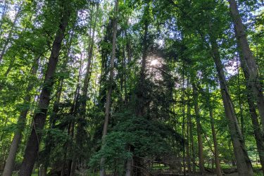 A densely wooded area featuring tall trees with vibrant green leaves and sunlight filtering through the canopy. The ground is covered with grass and fallen branches, creating a natural forest floor scene. Manasquan Reservoir mountain bike trail.